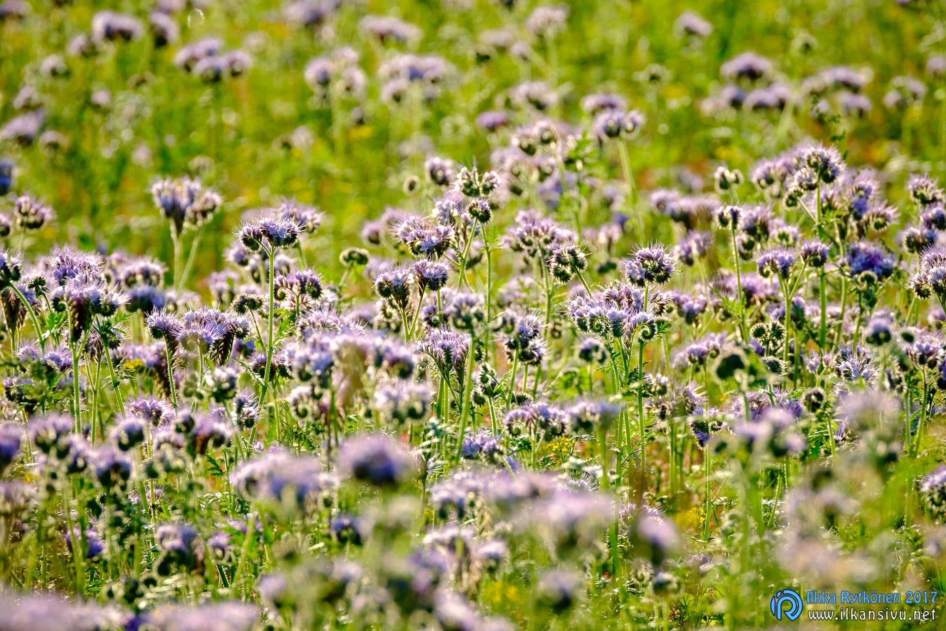 400 mm - 1/500 s - f/8 - ISO 640
