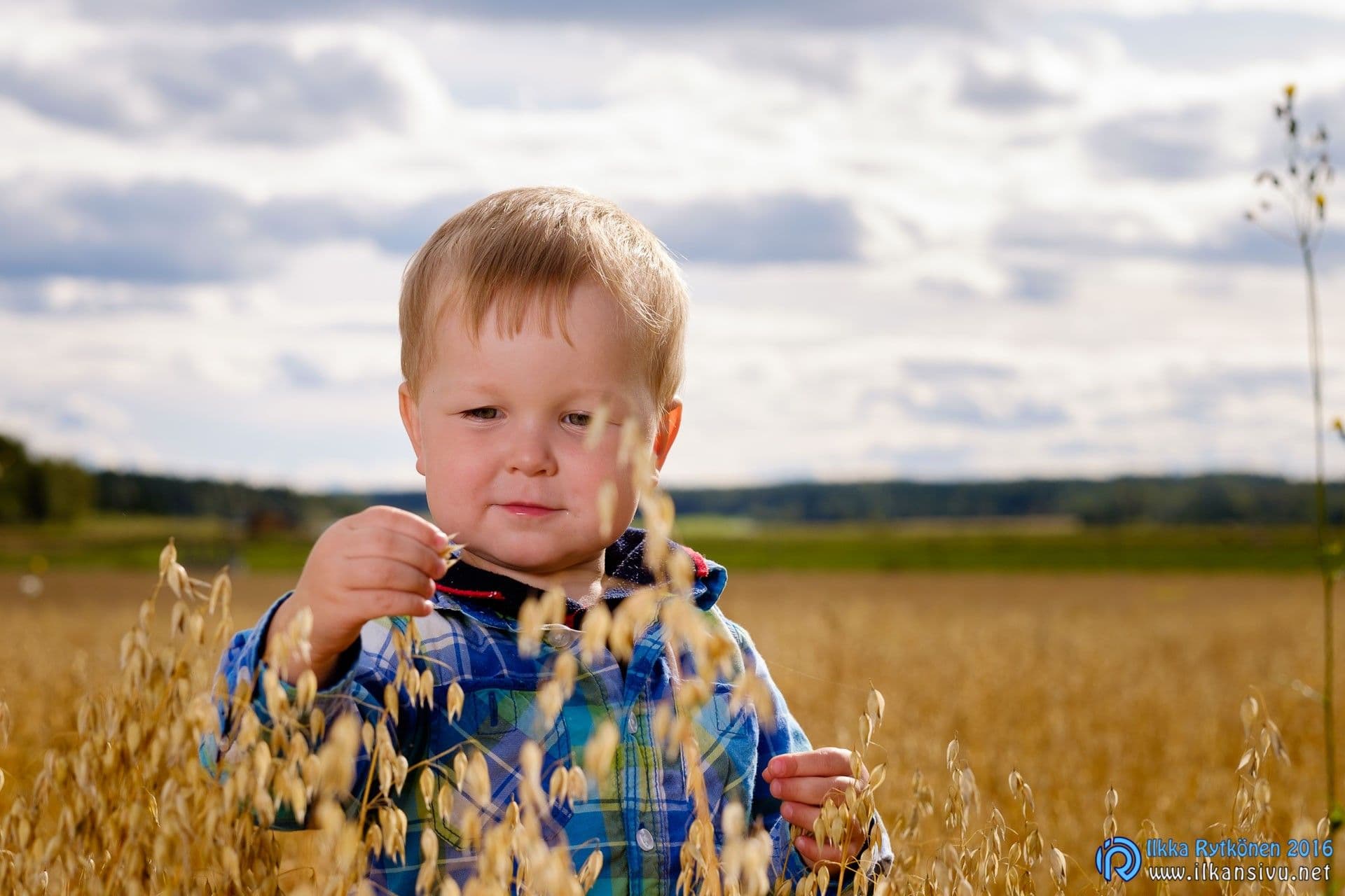 A child examines seed heads in a field