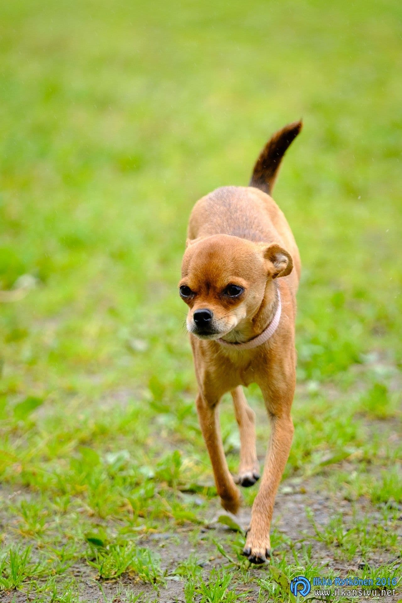 Peppi, 124.3 mm, 1/500 s, ƒ/2.8, ISO 1000 (XF50-140mmF2.8 R LM OIS WR)
